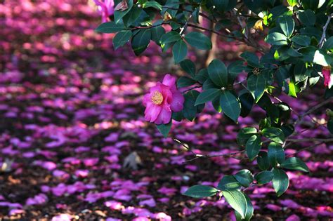 Harvest spell pink bewilderment camellia